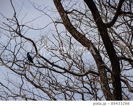 アフリカ・マラウイのリウォンデ国立公園サファリツアー（鳥） 89433266