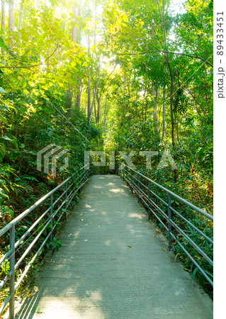walk way in the forest walk way in the forest 89433451