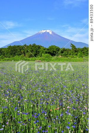 矢車菊咲く初夏の山中湖花の都公園 矢車菊咲く初夏の山中湖花の都公園 89433500
