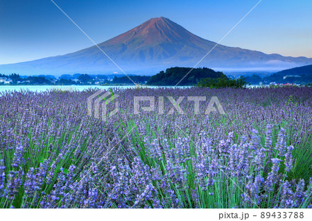 ラベンダー咲く河口湖大石公園と夏の富士山 山梨県河口湖町 ラベンダー咲く河口湖大石公園と夏の富士山 山梨県河口湖町 89433788