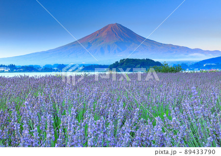 ラベンダー咲く河口湖大石公園と夏の富士山　山梨県河口湖町 89433790