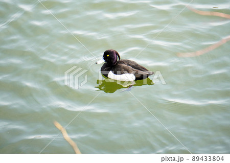 汚い水で泳いでいる野鳥のカモ 89433804