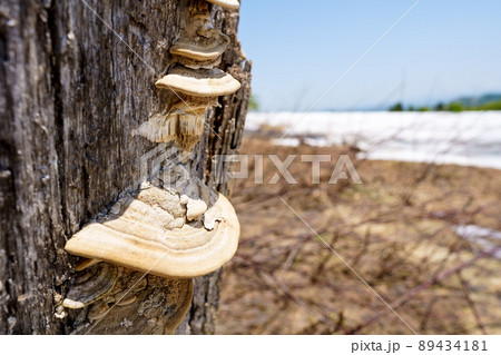 漢方としても重宝されるサルノコシカケ 89434181