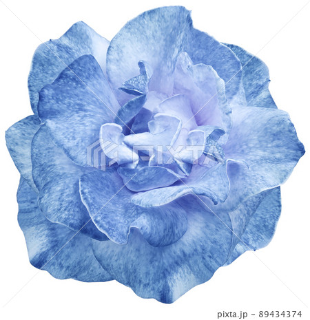 blue rose flower on white isolated background with clipping path. Closeup. For design. Nature. blue rose flower on white isolated background with clipping path. Closeup. For design. Nature. 89434374