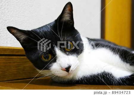 フローリングで横になっている猫の顔アップ フローリングで横になっている猫の顔アップ 89434723