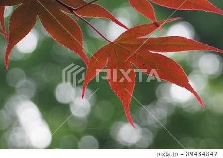 赤いモミジ 89434847