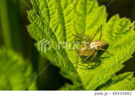 ササグモ 89434982