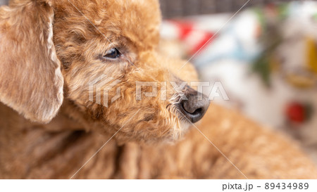 真剣に何かを見つめるトイプードル 89434989