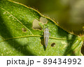 オオヨコバイ幼虫 89434992