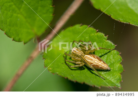 ササグモ 89434995