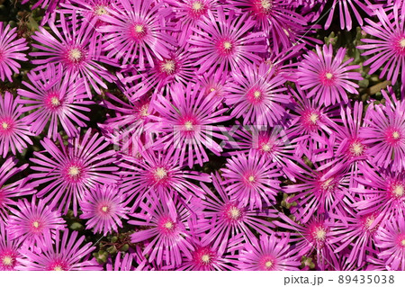 マツバギクの花 マツバギクの花 89435038