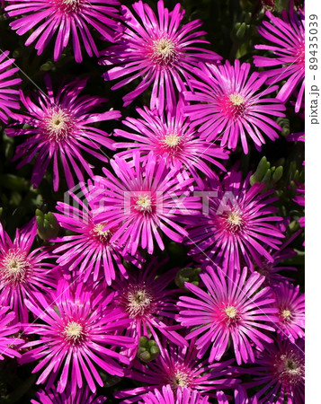 マツバギクの花 マツバギクの花 89435039