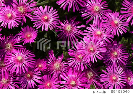 マツバギクの花 マツバギクの花 89435040