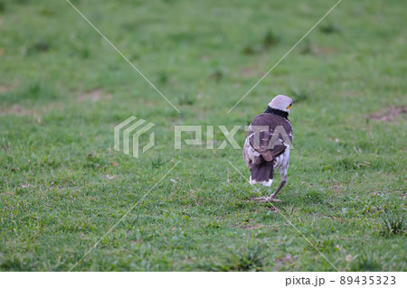 a Common Bird named Gracupica nigricollis in Hong Kong. Black Collar Starling Bird. a Common Bird named Gracupica nigricollis in Hong Kong. Black Collar Starling Bird. 89435323