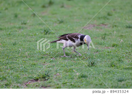 a Common Bird named Gracupica nigricollis in Hong Kong. Black Collar Starling Bird. a Common Bird named Gracupica nigricollis in Hong Kong. Black Collar Starling Bird. 89435324