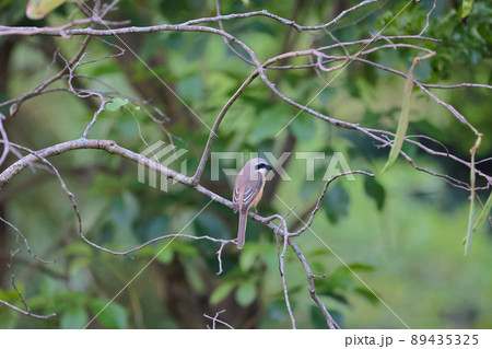 a Great tit sitting on a tree branch in the park 89435325