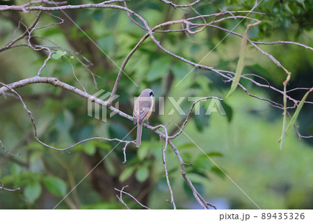 a Great tit sitting on a tree branch in the park 89435326