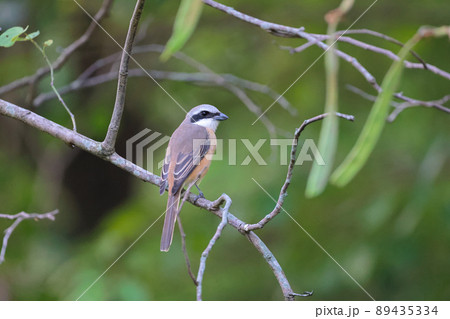 a Great tit sitting on a tree branch in the park a Great tit sitting on a tree branch in the park 89435334