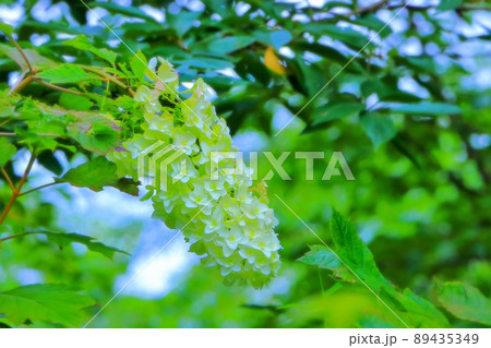 新緑と爽やかな柏葉紫陽花 89435349