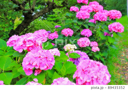 新緑と美しいピンクの紫陽花 89435352