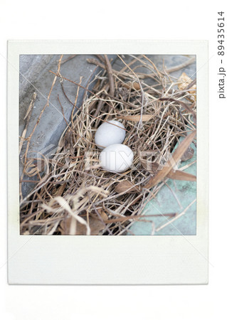 ベランダに産み落とされた鳩の卵　ポラ風 89435614