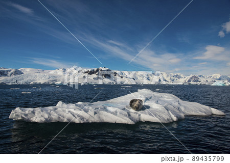 Leopard seal on the ice in Antarctica 89435799