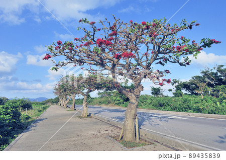 デイコの街路樹(沖縄県・竹富島) デイコの街路樹(沖縄県・竹富島) 89435839