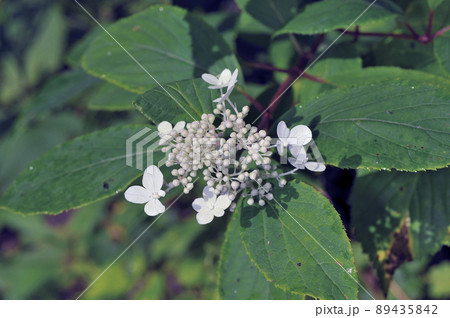 ノリウツギ（北海道・鶴居村） 89435842
