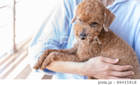 腕に抱かれぼーっとしているトイプードル 89435918