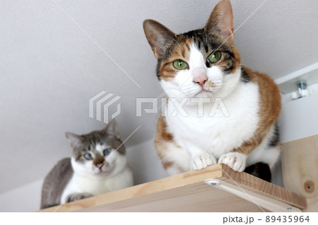 キャットウォーク最上段から人間観察 89435964