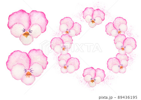 パンジー 89436195