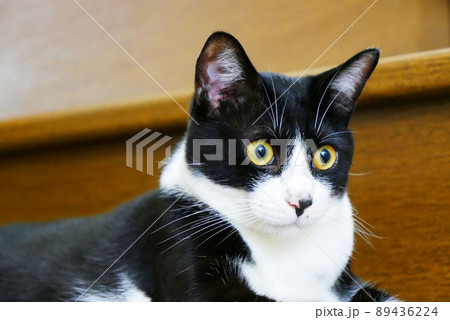 階段で聞き慣れない音に驚いている猫 階段で聞き慣れない音に驚いている猫 89436224
