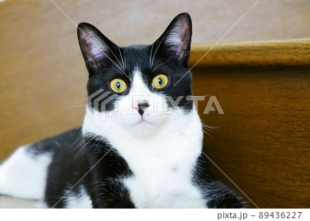 階段で聞き慣れない音に驚いている猫 89436227