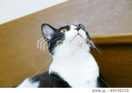 階段で聞き慣れない音に驚いている猫 89436229