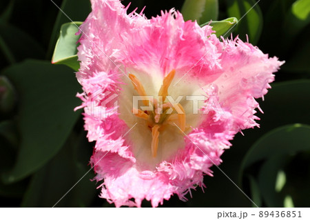 ハウステンボスという名のチューリップ 89436851