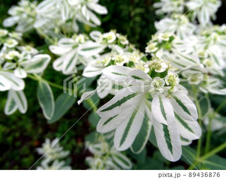 ハツユキソウ 89436876