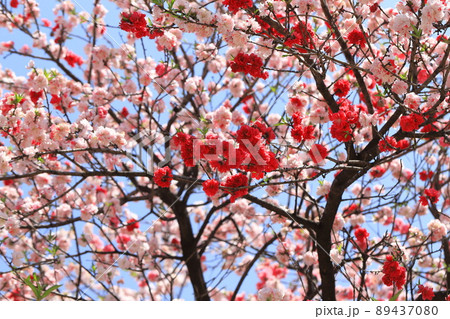 赤とピンク二色の桃 赤とピンク二色の桃 89437080