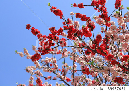 赤とピンク二色の桃 89437081