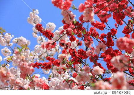 赤とピンク二色の桃 赤とピンク二色の桃 89437086