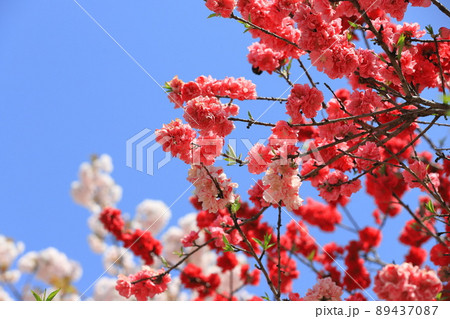 赤とピンク二色の桃 赤とピンク二色の桃 89437087