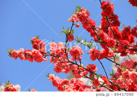 赤とピンク二色の桃 赤とピンク二色の桃 89437090