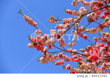 赤とピンク二色の桃 赤とピンク二色の桃 89437092