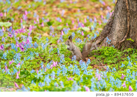 【北海道】カタクリとエゾエンゴサクの花畑に現れたエゾリス 【北海道】カタクリとエゾエンゴサクの花畑に現れたエゾリス 89437650