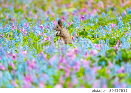 【北海道】カタクリとエゾエンゴサクの花畑に現れたエゾリス 89437651