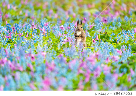 【北海道】カタクリとエゾエンゴサクの花畑に現れたエゾリス 89437652