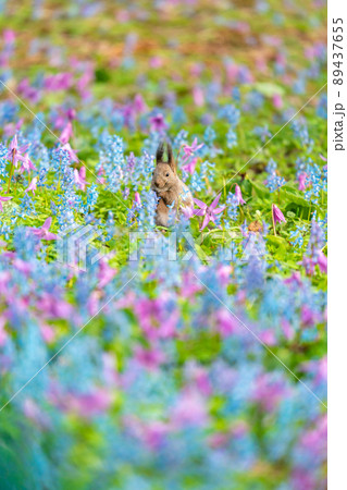 【北海道】カタクリとエゾエンゴサクの花畑に現れたエゾリス 【北海道】カタクリとエゾエンゴサクの花畑に現れたエゾリス 89437655