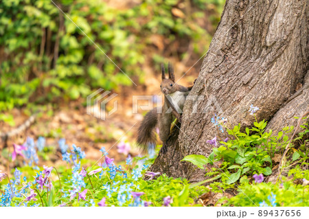 【北海道】カタクリとエゾエンゴサクの花畑に現れたエゾリス 89437656