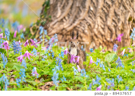 【北海道】カタクリとエゾエンゴサクの花畑に現れたエゾリス 89437657