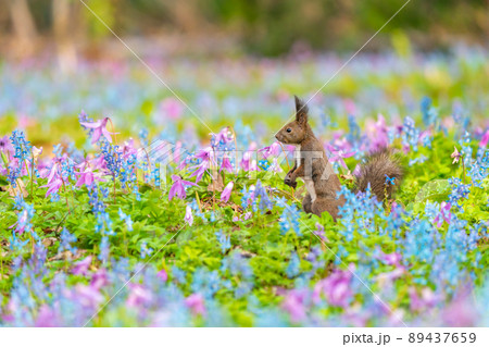 【北海道】カタクリとエゾエンゴサクの花畑に現れたエゾリス 【北海道】カタクリとエゾエンゴサクの花畑に現れたエゾリス 89437659