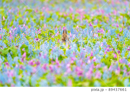 【北海道】カタクリとエゾエンゴサクの花畑に現れたエゾリス 【北海道】カタクリとエゾエンゴサクの花畑に現れたエゾリス 89437661
